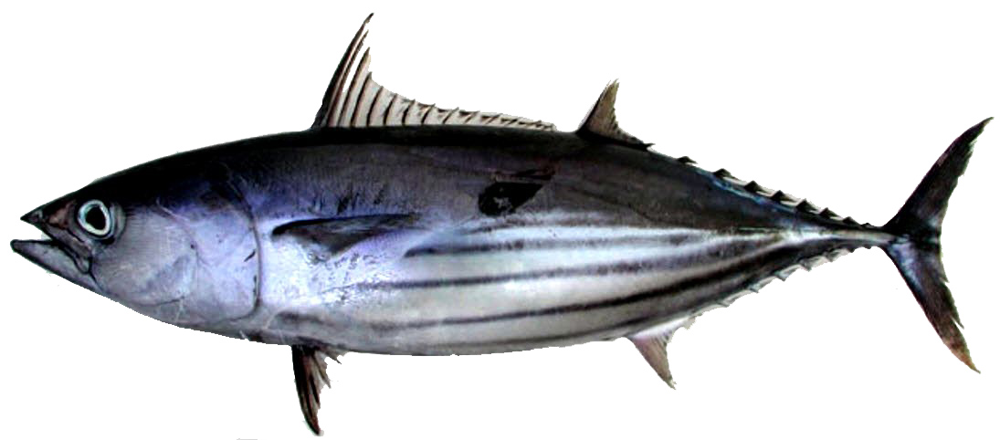 Katsuwonus pelamis_06.jpg